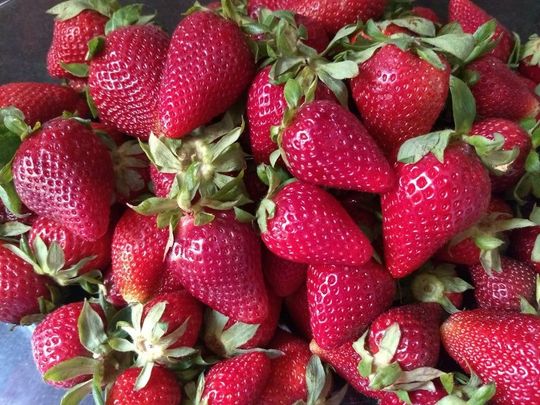 FRUTILLAS AGROECOLOGICAS CAJON 5 KG